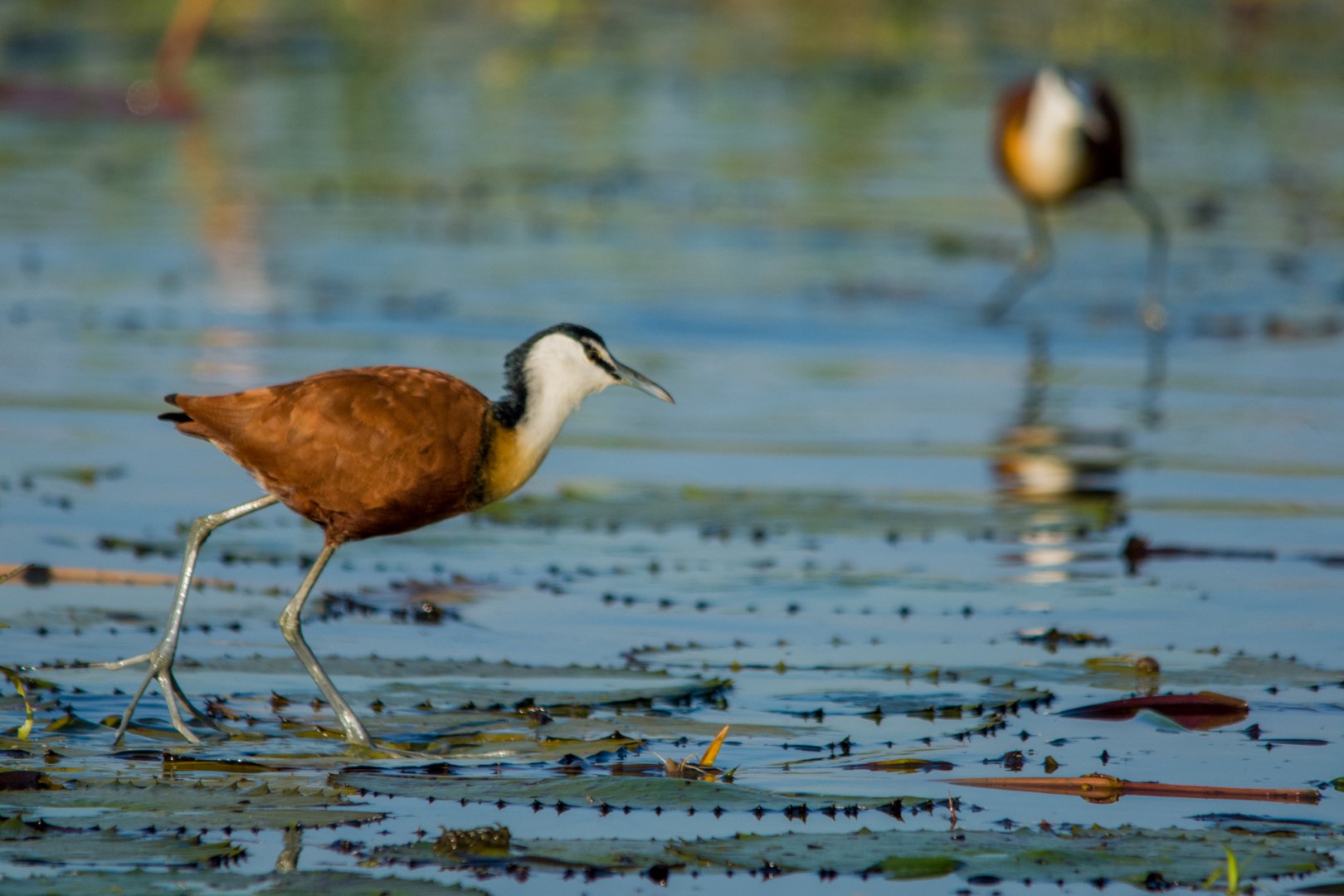 Chobe Safari Lodge - Image 1
